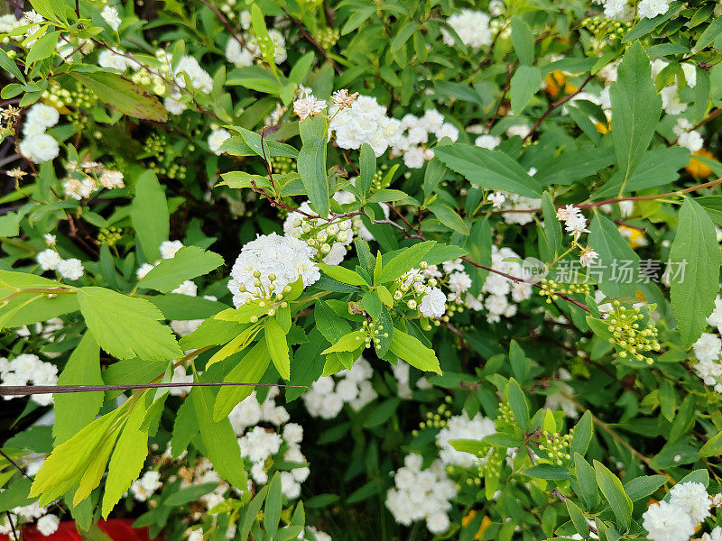 Spiraea cantoniensis